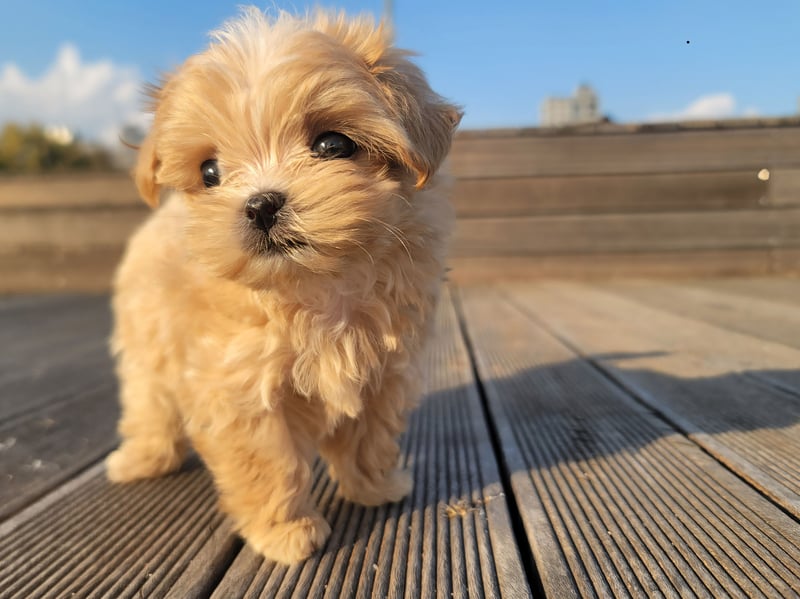 We're starting with the most popular girl canine monikers. Topping the name for female puppy names in 20206, as it has in recent years, is Luna. It's a Latin name which simply means 'the moon'.