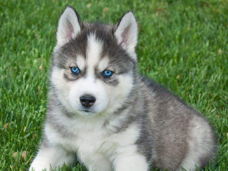 Bella is a name that derives from several different languages, including Latin, Spanish and Italian. No matter where you're from though, it means 'beautiful' and is the second most populat female puppy name of the year so far.