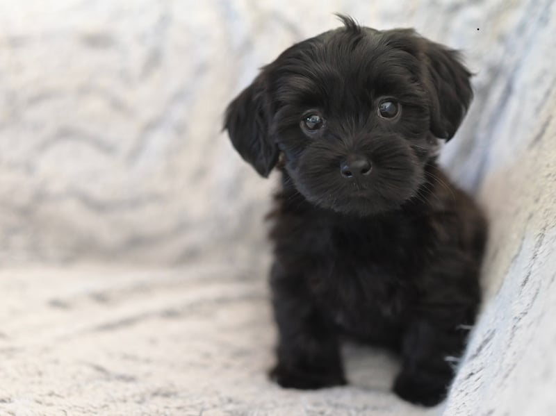 Zeus is a dog name that has risen in popularity in the last year. The name of the King of the Greek Gods, it means 'to shine'.