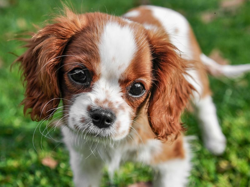 Completing our list is the adorable Teddy. It's a diminuative of the English name Edward and means 'prosperous protector'.
