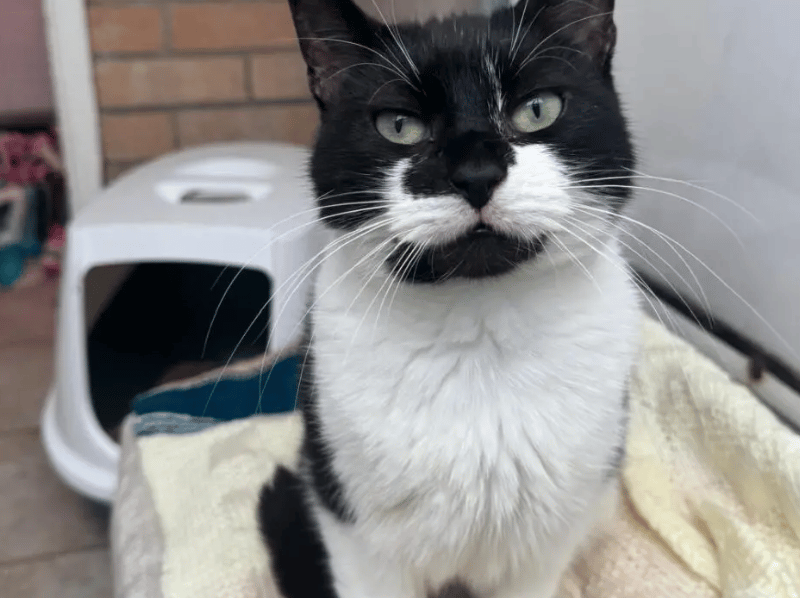 Tinker is a wonderful little lady who settled straight in here at the shelter. She is a confident girl who loves cuddling with her human friends, she’ll often climb onto staff's laps and give them plenty of headbutts! She can often be found snoozing under her heat lamp or sitting patiently waiting for her tea.