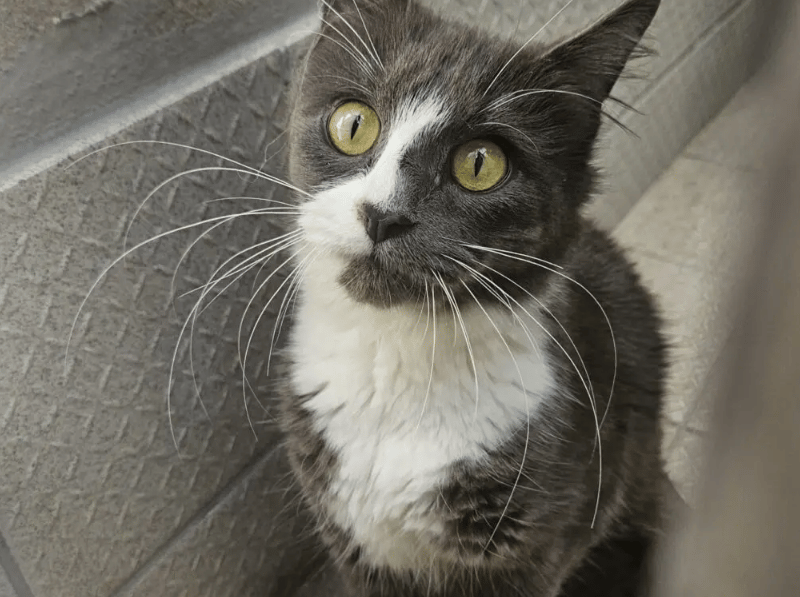 Tuna is a pretty, young lady who enjoys her treats! She has taken a little time to settle at the shelter but is always happy to see people and will happily weave between your legs! Tuna can be a little sassy at times when she is over stimulated or frustrated and due to this, staff think Tuna will be best suited to an experienced home where she can get the love and attention she needs on her own terms.