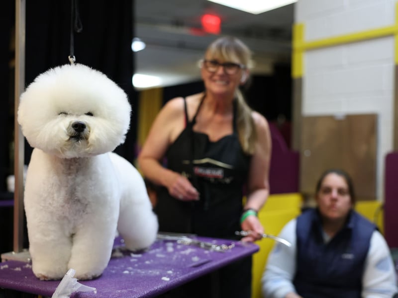 The Bichon Frise is so adorable it's very hard to get angry with any messy wrongdoing. You need to be firm though, otherwise there will be a pattern of behaviour that can prove impossible to break.