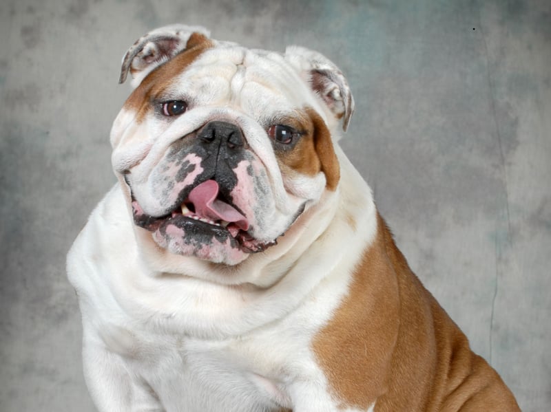 It's not so much toilet training the Bulldog that's the tricky bit - it's convincing it to get off the couch to do anything. They are as single-minded as they are adorable.