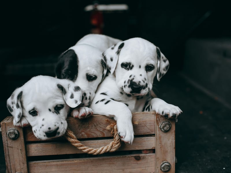 The Dalmation is one of the most intelligent breeds but is also one of the most energetic, which presents training challenges. It's important to start toilet training early, before they can outrun you with ease. 