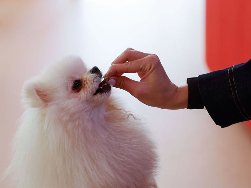 The trick with toilet training the Pomeranian is to assert your dominance early on - letting your pet know who the boss is. If you miss this narrow window of opportunity, well, you only have yourself to blame.
