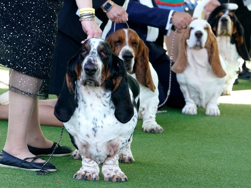 The Basset Hound is so lazy it can be hard to persuade them to expend the energy to go outside. Gentle coaxing is the preferred method, as getting angry with a sensitive Basset will just make matters worse.