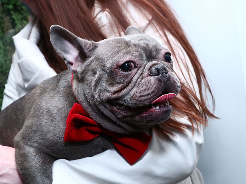 The reason that the French Bulldog is a small breed is that more diminutive dogs were considered unfashionable in England, so British breeders exported the tinest pups across the Channel.