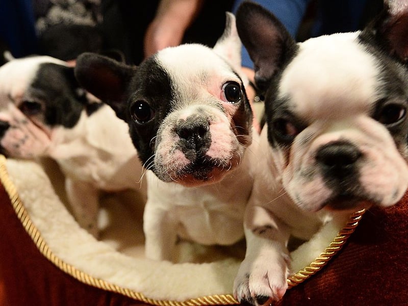 Tragically a recent study of the deaths of 30,563 dogs in the UK found that the French Bulldog had the lowest life expectancy of all the breeds looked at. They lived for an average of just 4.53 years, compared with 11.23 years for dogs generally.