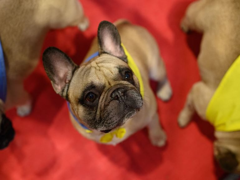 Famous faces who have been French Bulldog owners include Lady Gaga (Asia, Koji and Gustav), Reese Witherspoon (Minnie Pearl), The Rock (Hobbs), Chrissy Teigen and John Legend (Pippa), Jeremy Piven (Bubba), Hugh Jackman (Dali) and Jason Priestley (Swifty). 