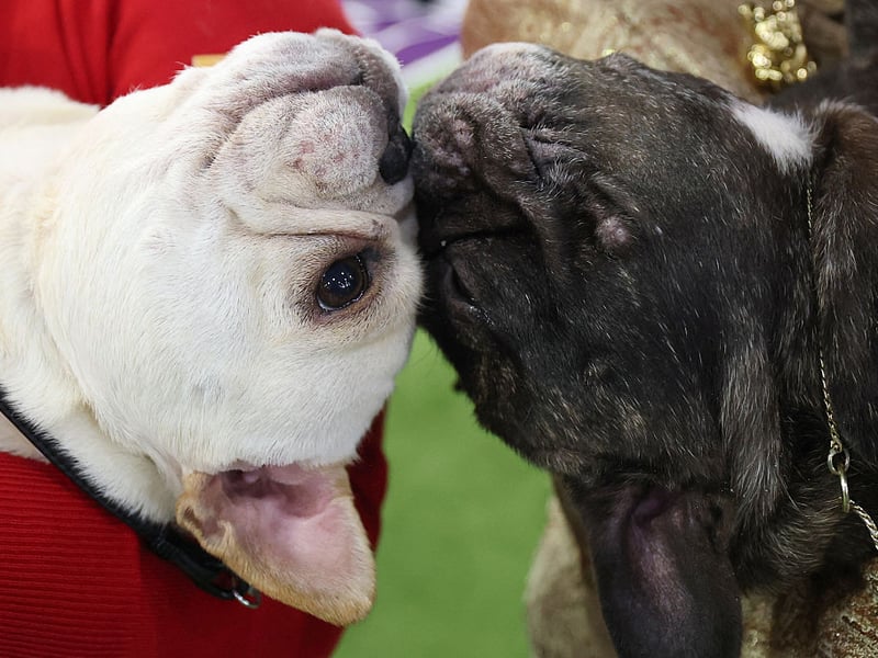 The French Bulldog is one of the world's most popular breeds. In 2020 they were the second-most popular registered dog in the United Kingdom, the second-most popular dog breed in the United States and are the third-most popular dog in Australia. Since that peak they've waned somewhat, but remain in the top 5 in many countries around the globe, including in Britain.