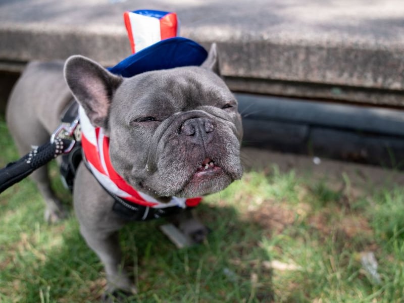 In the late 19th century the French Bulldog became so popular with wealthy Americans their price soared to up to $3,000 per dog. Members of influential families including the Rockefellers and the J.P. Morgans were regularly seen out-and-about showing off their Frenchies. 