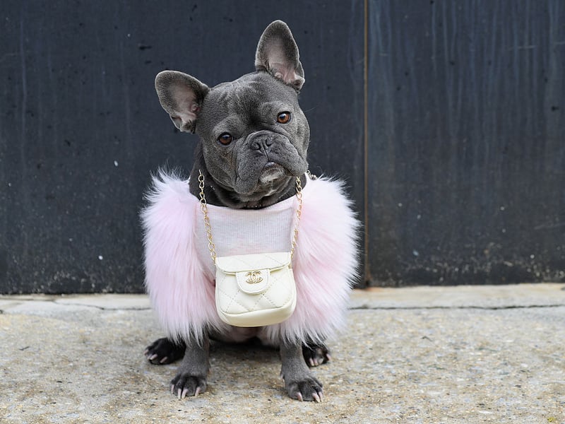 If you are looking for a breed of dog that'll enjoy splashing around in the water then the French Bulldog isn't for you. A combination of their disproportionately large head, short legs and short muzzle means they aren't able to swim.