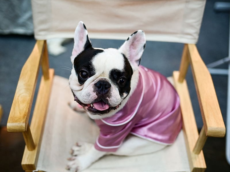 The French Bulldogs' ancestors were used to keep workers in Nottingham lacemaking factories warm. The small dogs curled up in the workers' laps - acting like hot water bottles.