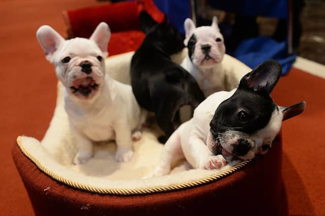 French bulldogs are one of the world's most popular breeds of pup.