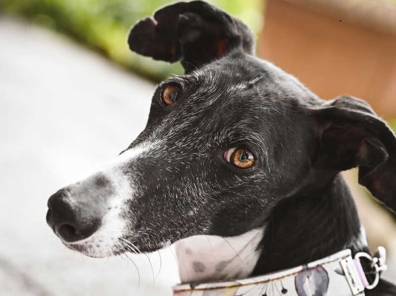 Greyhounds are usually calm, sensitive, and friendly dogs that prefer peaceful environments. Despite their impressive appearance and athleticism, they generally lack the territorial instincts associated with effective guard-dog breeds. The Italian Greyhound is even worse due to its smaller size.