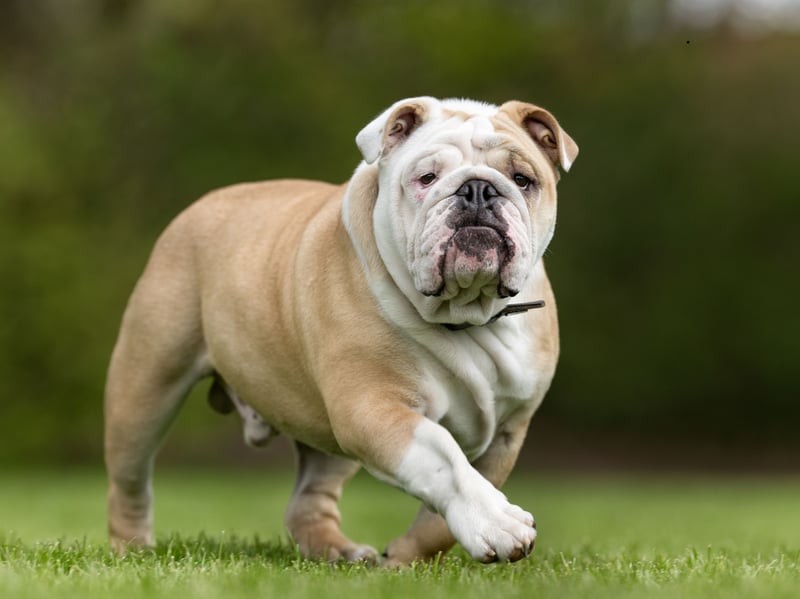 The English Bulldog's forebears would have been superb guard dogs, but this is a breed that has long since had their aggression bred out of them. Now they are unlikely to even stir from napping on the couch should something untoward be happening.