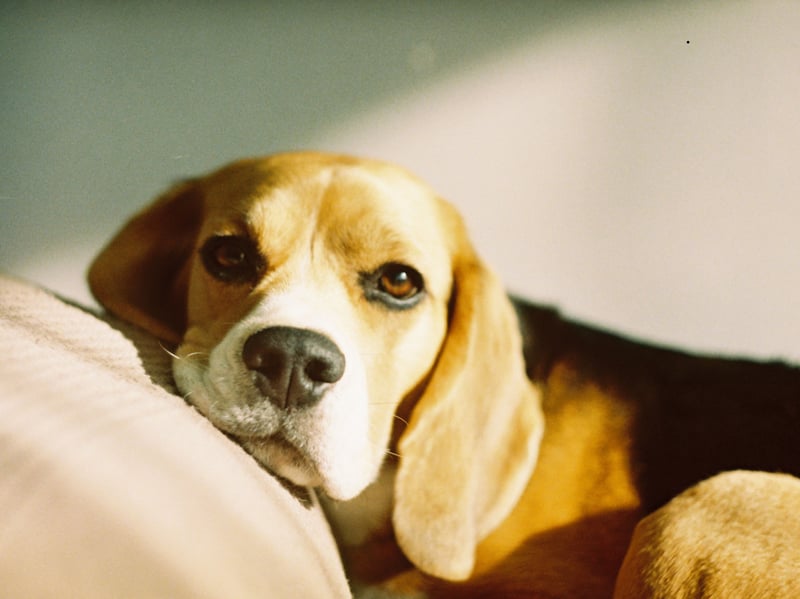 Beagles are many things - curious, fun-filled, gentle and adorable - but they simply aren't territorial. Add in their default setting of 'friendly' and they barely even guard their own food.