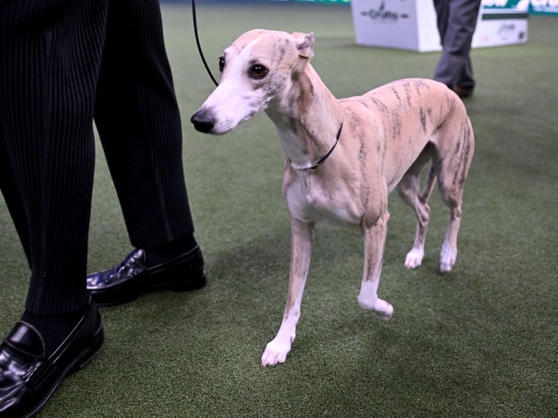 Whippets are typically gentle, quiet, and reserved rather than territorial. Their streamlined build is designed for speed, not confrontation, making them substantially less suitable for conventional guarding duties.