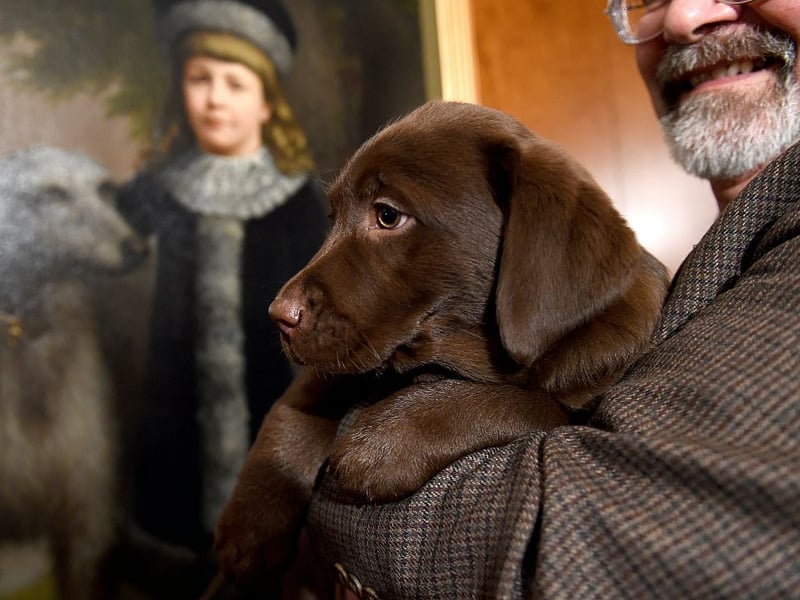 Labrador Retrievers are the UK 's favourite breed of dog - partly due to their friendly disposition. This counts against them as a guard dog though, while their innate greed means that it tends to only take a couple of treats to get around them.
