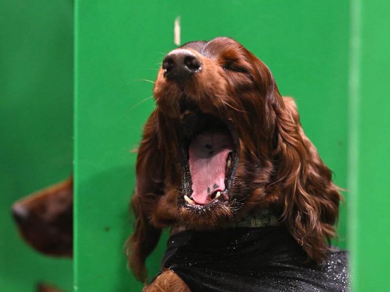 Your best hope with the playful Irish Setter is that it might tire out an intruder with constant demands for games. It's a wonderful family-friendly breed but has incredibly low levels of aggression.