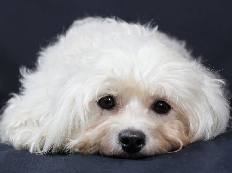 Many small dogs are quite effective at guarding homes, being vocal and potentially aggressive. That's not the case with the Havanese which is one of the least yappy small dogs. It often seems their sole aim in life is to find a lap - any lap - to curl up in.