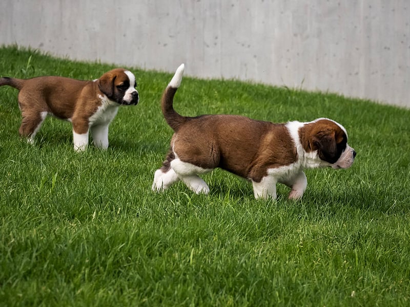 A classic gentle giant, the enormous Saint Bernard may look intimidating but they have less aggression than a tiny Chihuahua (who make surprisingly good guard dogs). Maybe an unwanted visitor might slip up on this dog's drool, but that's about the only resistance they'll typically put up.