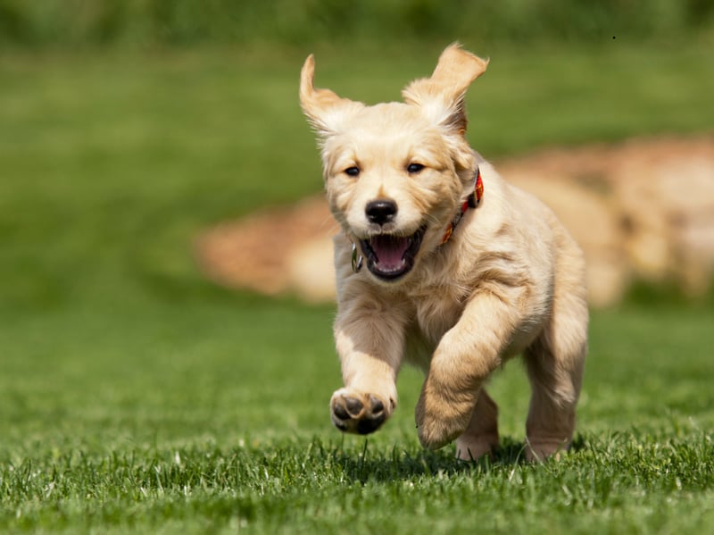 What's true of the Labrador Retriever also usually applies to their close cousin the Golden Retriever - including their lack of guard dog attributes. If they think there's a snack in it for them, they'll probably happily share the location of your valuables.