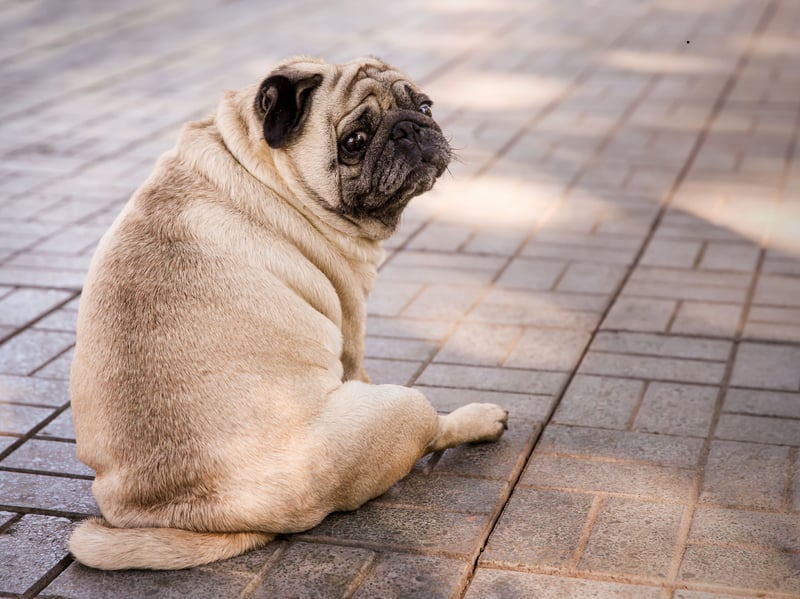 Biting simply isn't in a Pug's nature, prefering to be vocal rather than nibbling. These adorable pooches are more likely to deafen you with barking than snap.