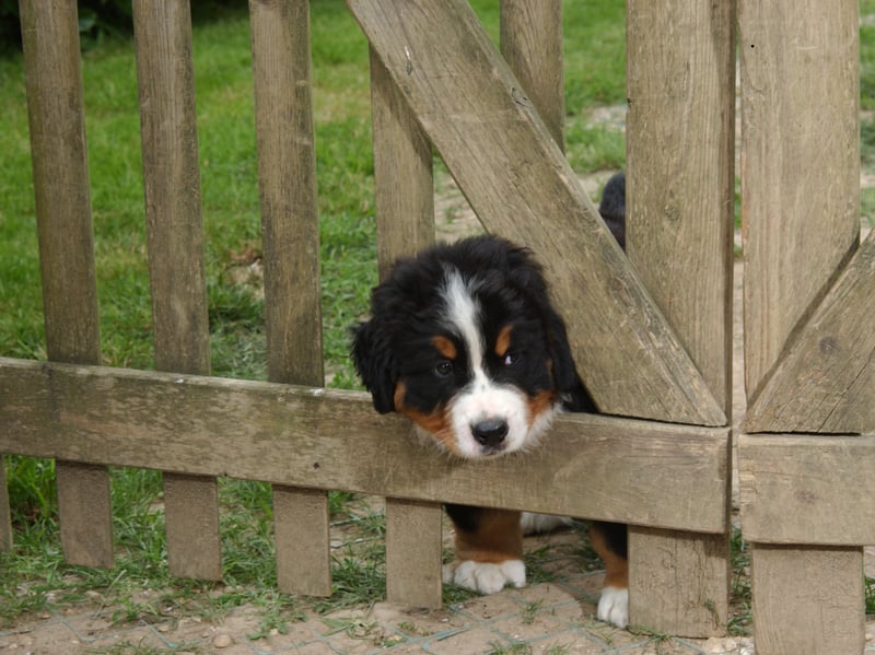 Another gentle giant, the Bernese Mountain Dog is an intelligent breed eager to please its owners - meaning it's simple to train them out of any nibbling habit they may have as pups.