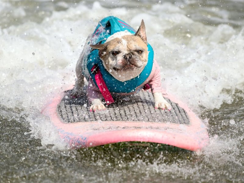 The Bulldog's smaller continental cousin is just as easygoing, if not quite as extraordinarily lazy. The French Bulldog generally doesn't have an aggressive bone in its body and, even if they can occasionally be somewhat stubbon, they are highly unlikely to snap or nip. 