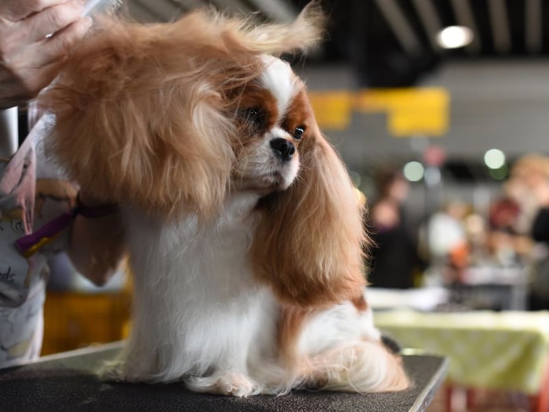 When it comes to the Cavalier King Charles Spaniel, the main motivation is an overriding eagerness to please its owners. Even if one of these beautiful dogs does have a wee nip, when it realises it has displeased its owners, it's unlikely to do it again because it will feel so guilty about it.