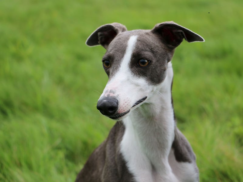 Academic studies into how aggressive certain breeds of dog are regularly find that the Whippet is one of the most passive pups - and one of the laziest. They need to be vigorously exercised once a day but otherwise will be unlikely to bother lifting their head off the couch, never mind attempting to bite somebody.