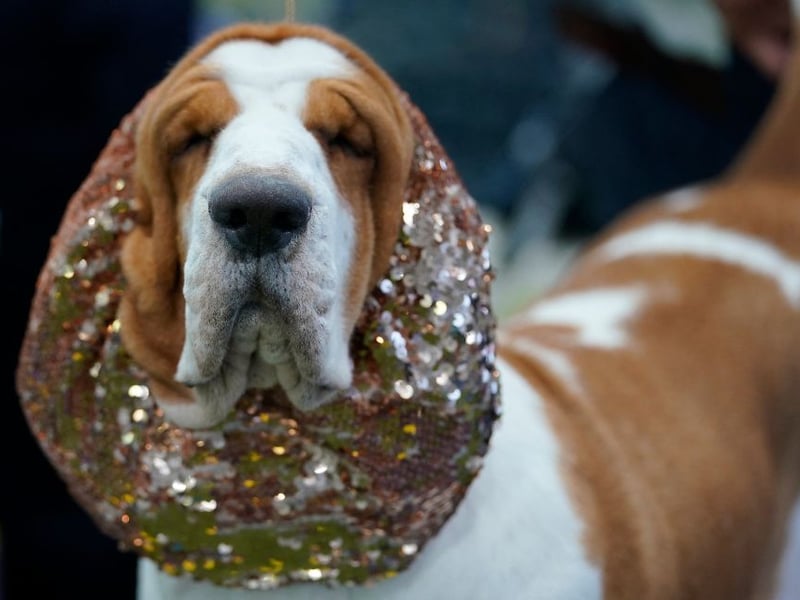 Biting takes energy, and if there is one dog that loves to preserve energy wherever possible it's the chilled Basset Hound. These dogs love to follow a scent trail, but their noses are way more active than their jaws.