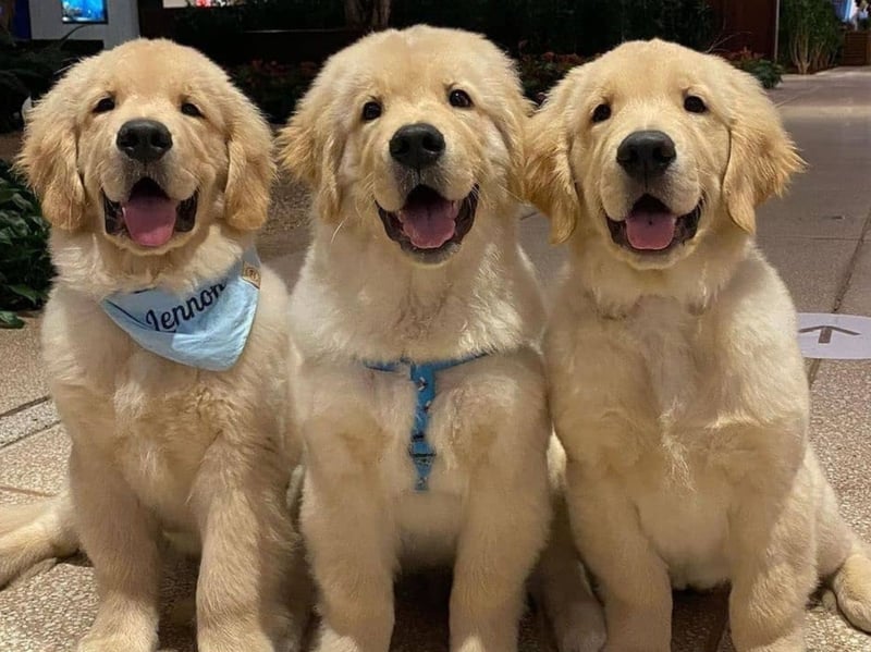 What's true for the Labrador Retriever tends to also be true of its close cousin the Golden Retriever - including the risk of biting. An affectionate nibble if you are having a play with a favourite toy is the worst you tend to expect from this loving and friendly breed. 