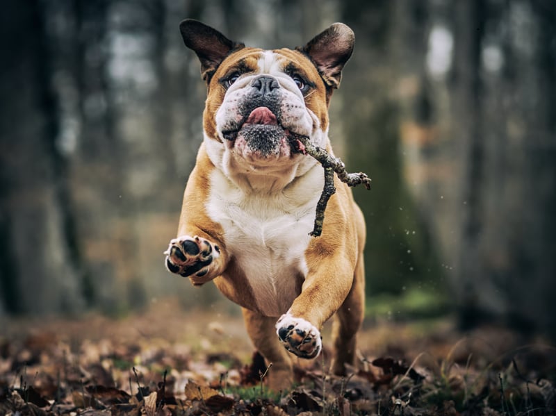 The Bulldog may look a bit grumpy with that adorable wrinkly face, but a mixture of gentleness and extreme laziness means that it's a dog whose bark is worse than its bite - and it doesn't even bark very much. Licking and drooling though? Guilty as charged.