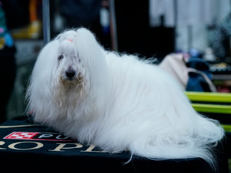 Cotons are typically friendly, playful, and affectionate dogs, who are unlikely to bite. As with all breeds on this list though, early socialisation and respectful handling remain important for preventing fearful reactions like unwanted nibbles.