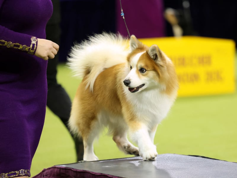 Developed in Iceland, this cheerful herding breed has a dense double coat protecting it from cold, wet weather. They remain active and adaptable across harsh northern landscapes.