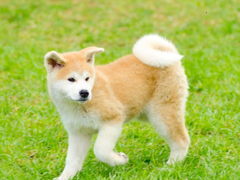 The Akita was originally used to hunt animals in the frozen forests of their native Japan, so feel at home in the cold. They also make great guard dogs, although are not particularly suitable for families with young children due to their occasionally intolerant nature. 