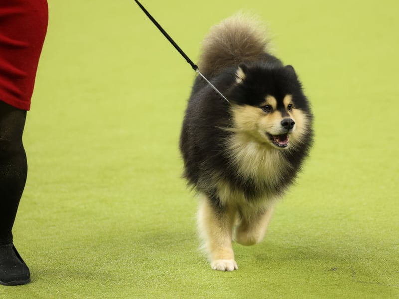 Finnish Lapphunds were traditionally used for herding reindeer in northern Finland. Their thick, weatherproof coats and compact bodies protect them effectively from Arctic temperatures and snowy conditions.
