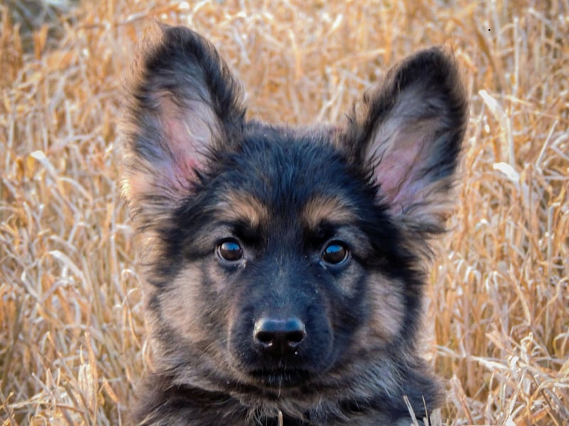 One of the most useful dogs on the planet, there's very little the German Shepherd isn't good at. They have a thick double cold that protects them from the cold - perfect for their multiple roles as police dogs, army dogs, guard dogs, and search and rescue dogs.
