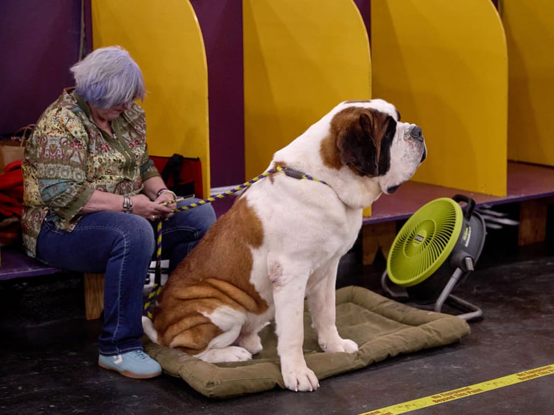 Real gentle giants, the Saint Bernard is another breed famous for its icy escapades - this time for its prowess in rescuing skiers and walkers from the Swiss alps. They have a nickname of the 'nanny dog' because of how well they get on with small children.