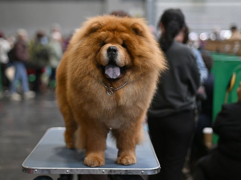 The Chow Chow's luxurious and thick coat makes them look like a friendly lion and makes them seemingly impervious to dropping temperatures. Originally bred to guard royal palaces in their native China, they are quite happy to spend the majority of their time outside.