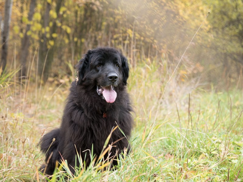 With its thick black hair and hefty body, the Newfoundland can cope with the harshest of conditions. They are particularly well known for saving people from water - able to safely swim in the iciest rivers, lakes and seas. 