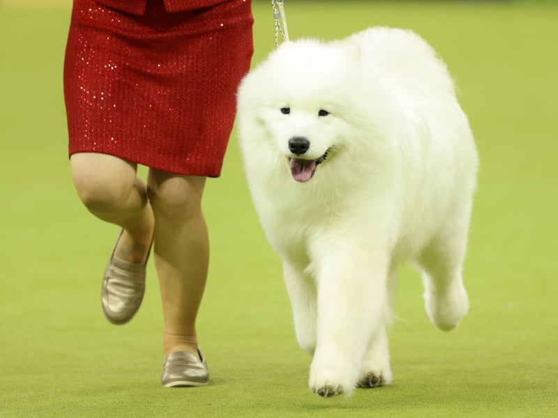 Bred by the indigenous pople of Siberian of the same name, the always-smiley Samoyed was used to herd reindeer and pull sleds in arctic conditions. It's certain you'll get cold before they do.