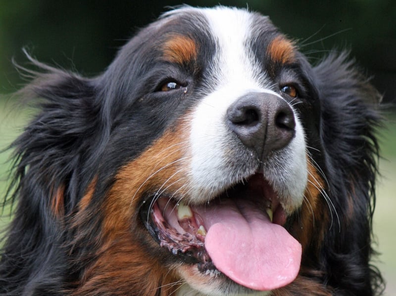 The affectionate Bernese Mountain Dog, as the name would suggest, was bred for life in the snowy mountains of Switzerland, meaning they take thick snow in their stride. They make the perfect four-legged hiking companion. 