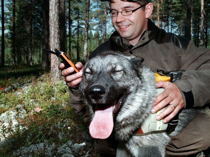 The Elkhound is a hardy Scandinavian breed has a dense double coat developed for hunting across Norway’s rugged, snowy landscapes. Norwegian Elkhounds tolerate cold exceptionally well and remain energetic outdoors.