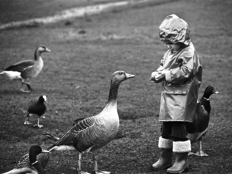 A little girl, wrapped up in her raincoat and Wellingtons, feeding the geese and ducks at Dunsapie Loch during the (then) coldest April on record. Picture taken in April 1986.