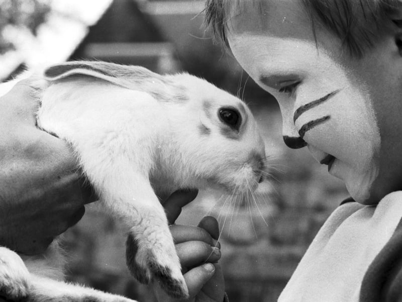 Five-year-old Robert Brown meets Rambo the rabbit at Edinburgh's Gorgie City Farm open day in September 1986
