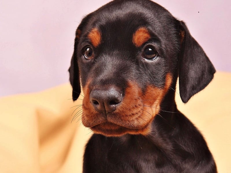 Trustworthy and protective of their families, Doberman Pinschers make good guard dogs but are remarkably quiet in normal circumstances. 